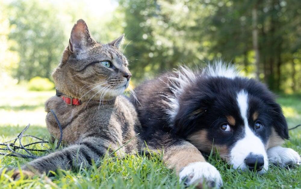 ¿Qué es un seguro para mascotas (perros y gatos)?
